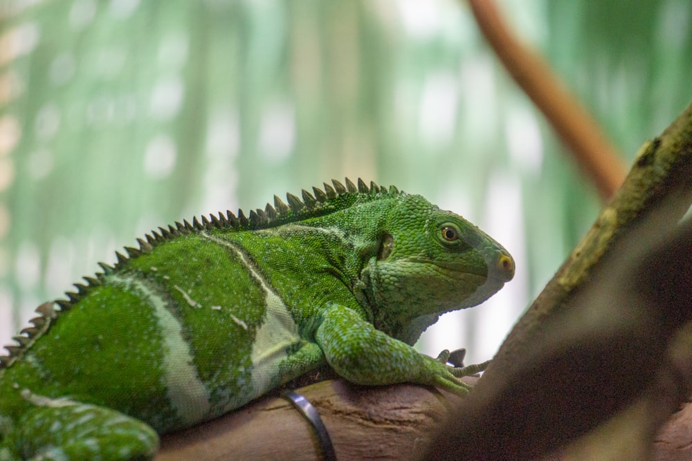 a large green lizard sitting on a tree branch
