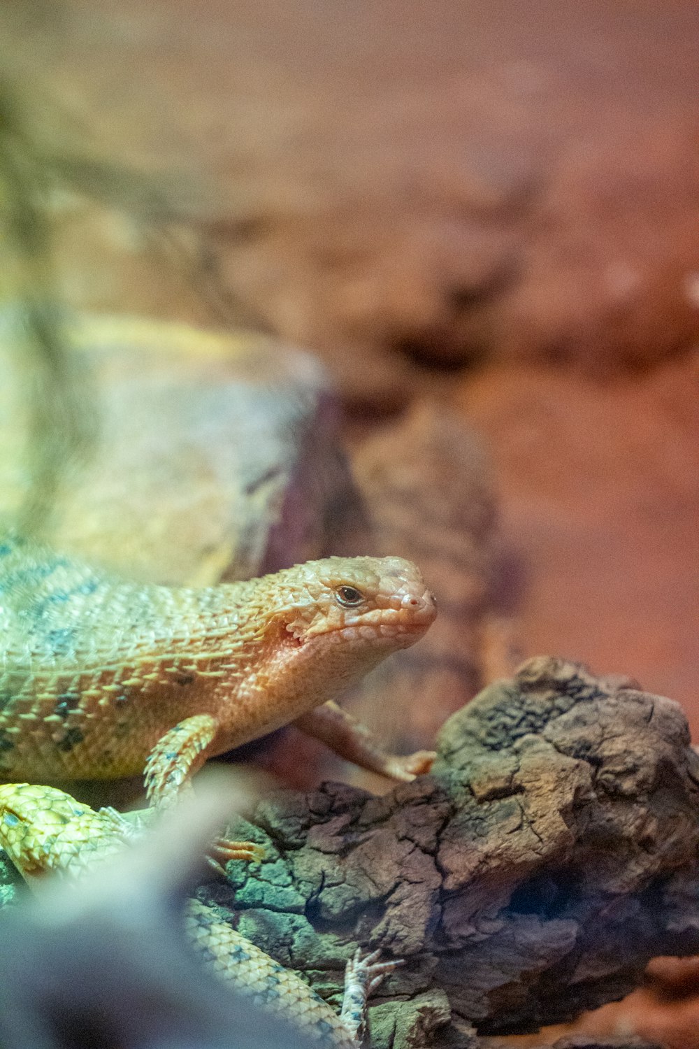 a lizard sitting on top of a tree branch