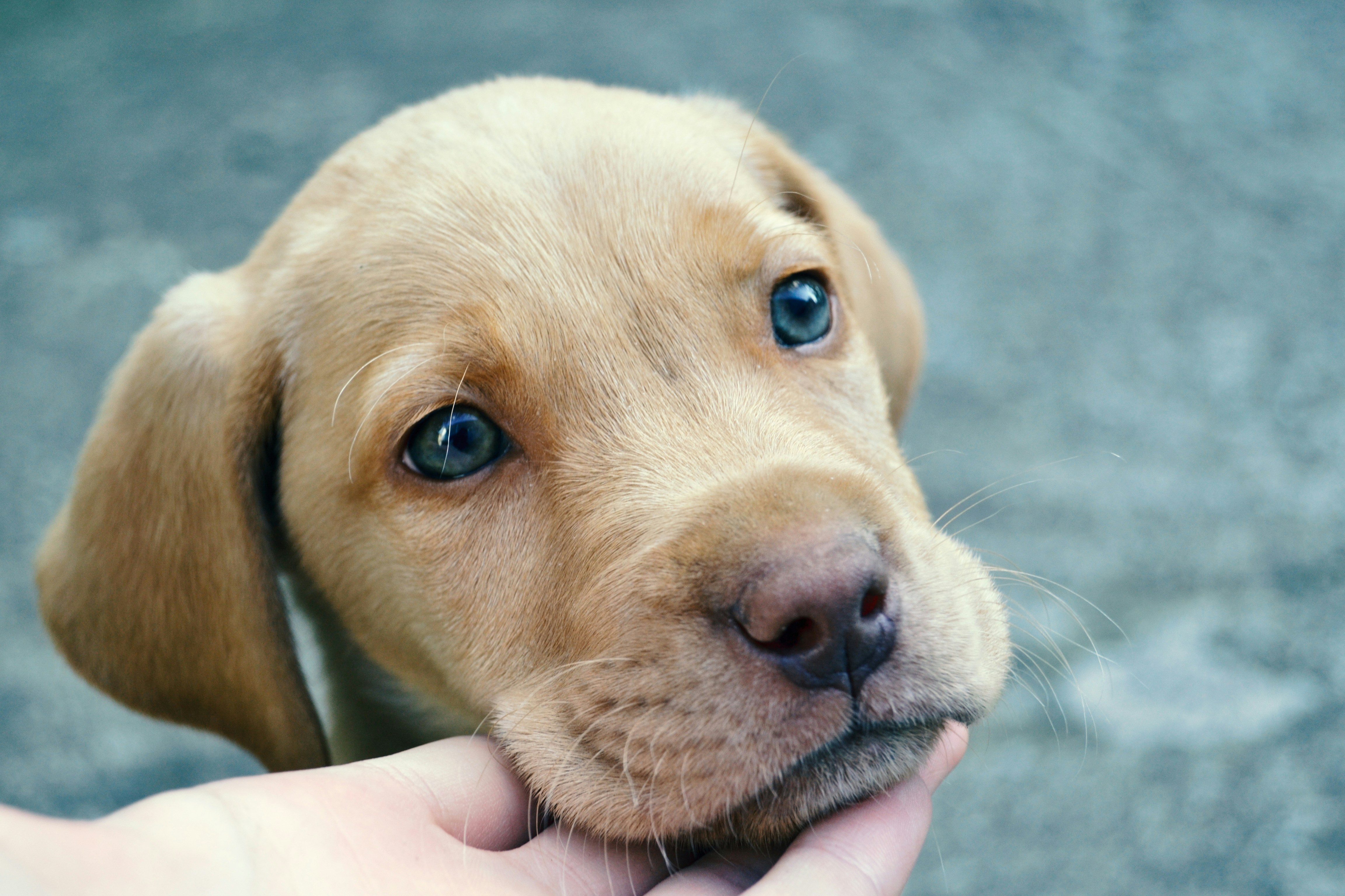 a person holding a puppy in their hand