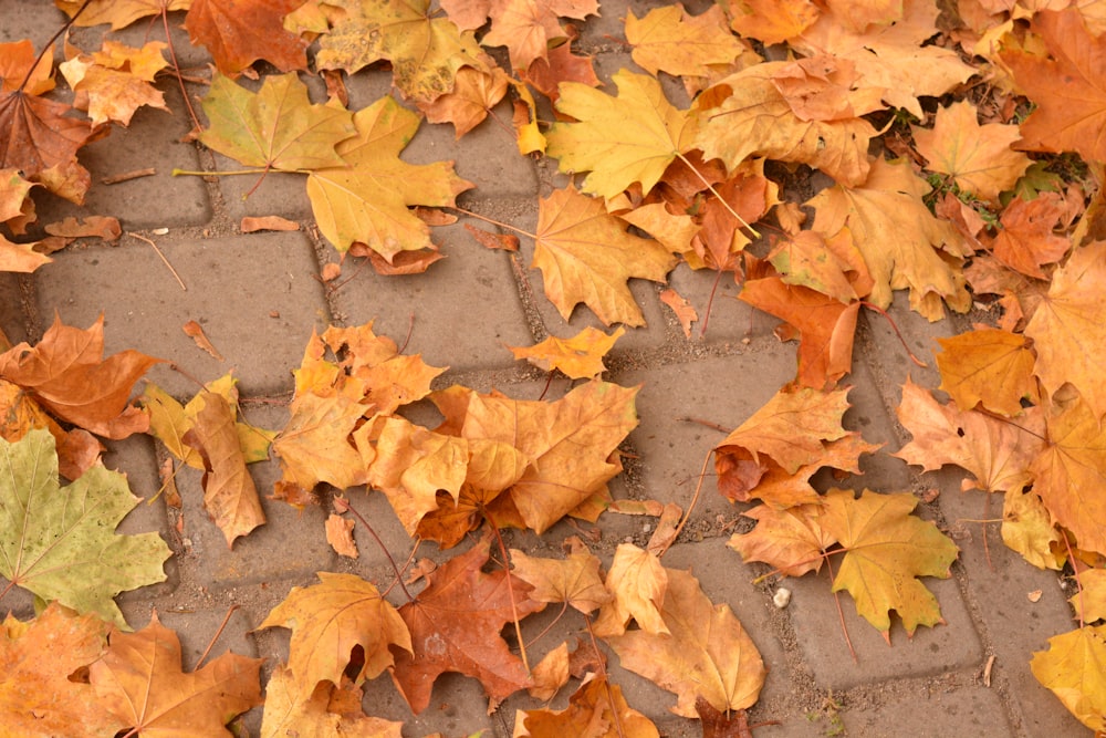 a bunch of leaves that are laying on the ground