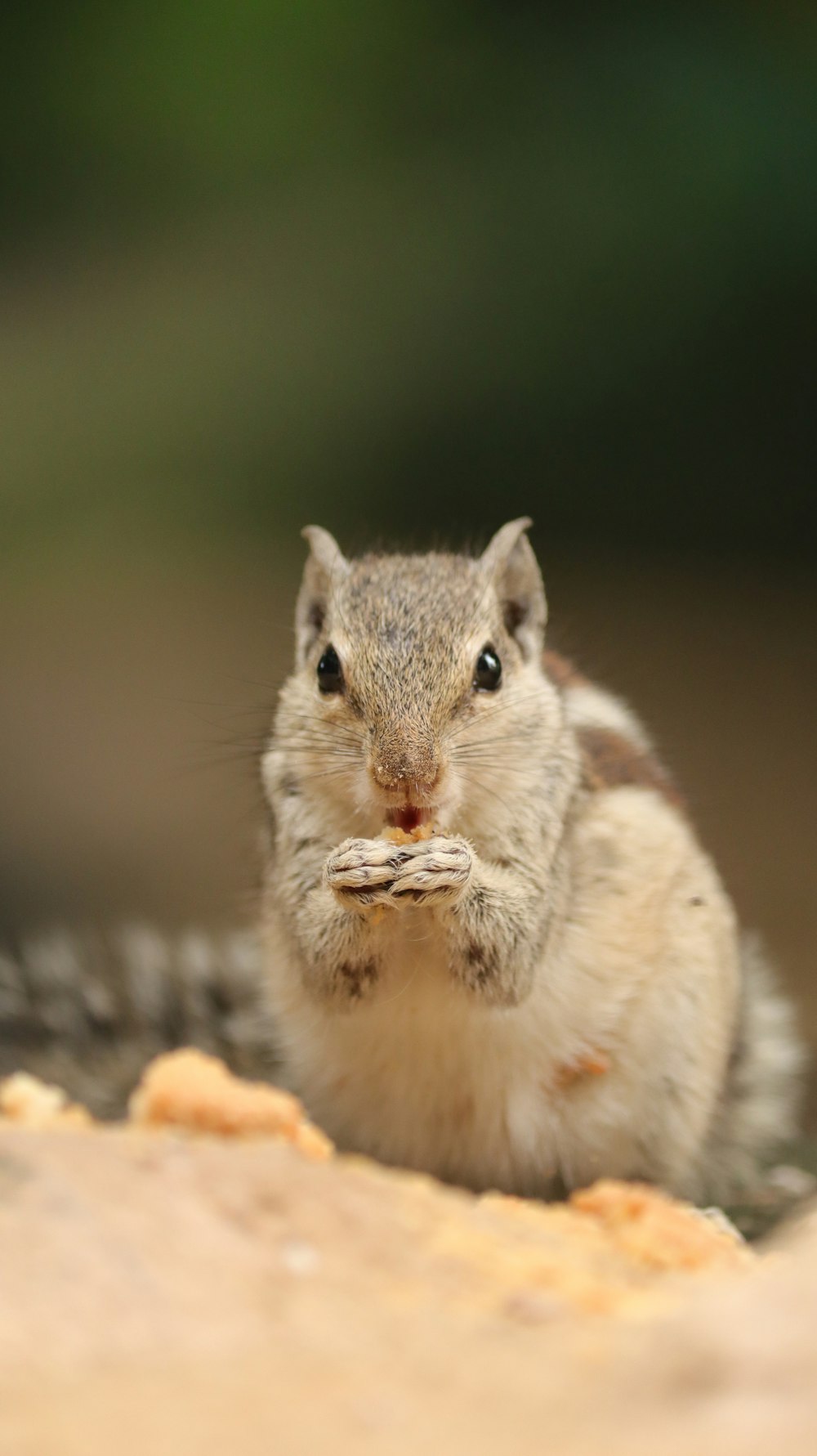 un petit rongeur qui mange un morceau de nourriture