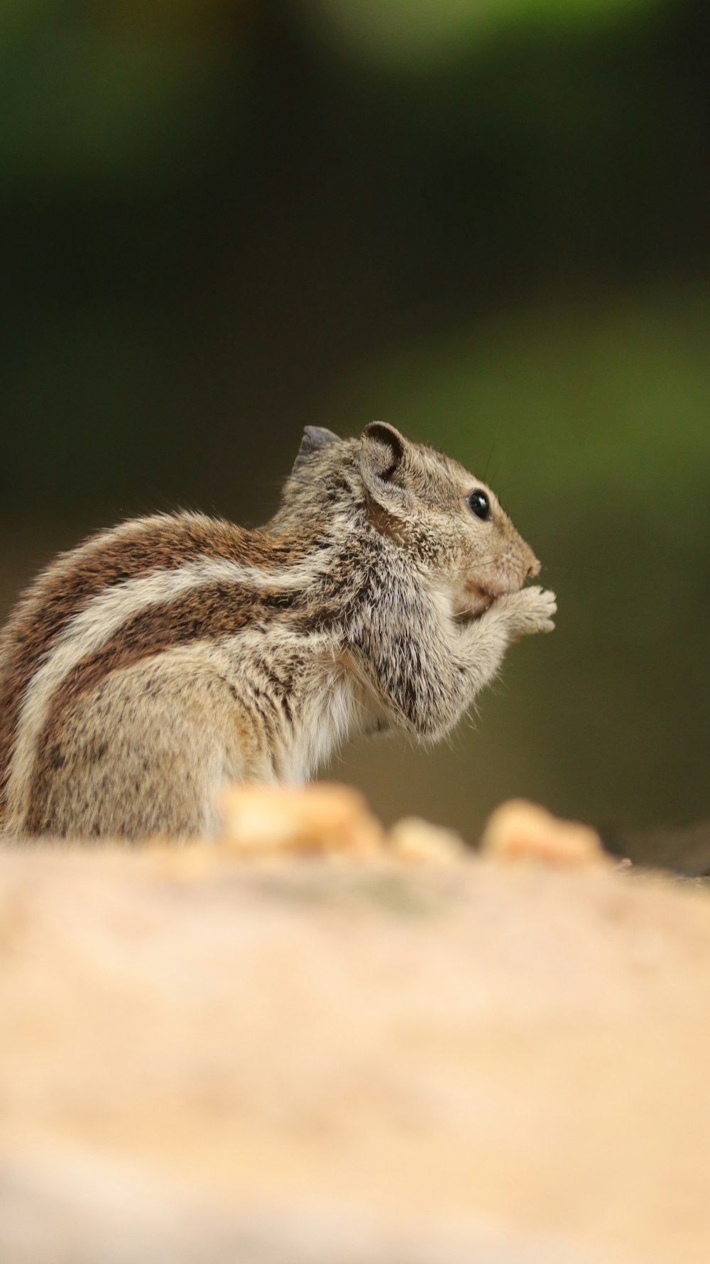 a small chipper sitting on top of a rock