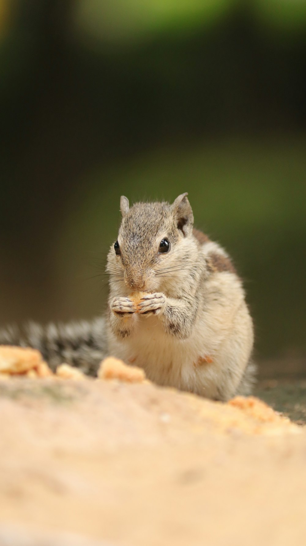 a small rodent sitting on the ground eating food