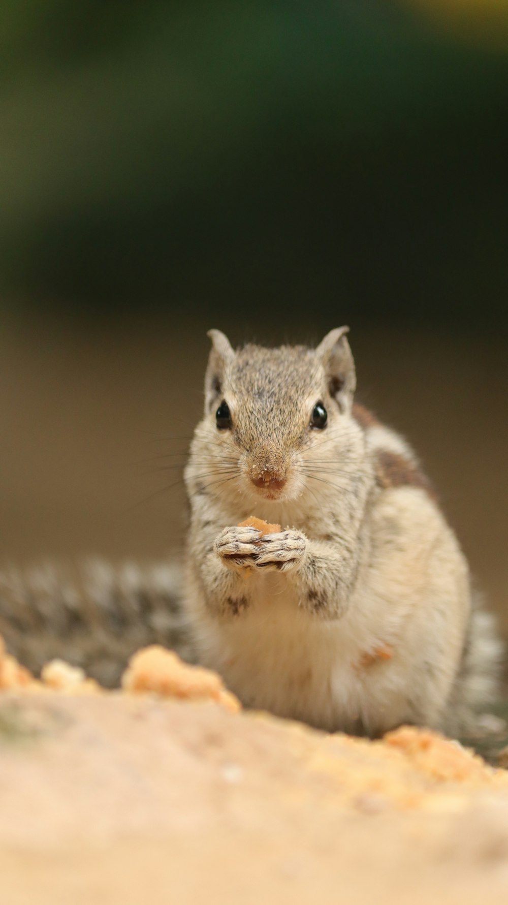 a small rodent sitting on the ground eating something