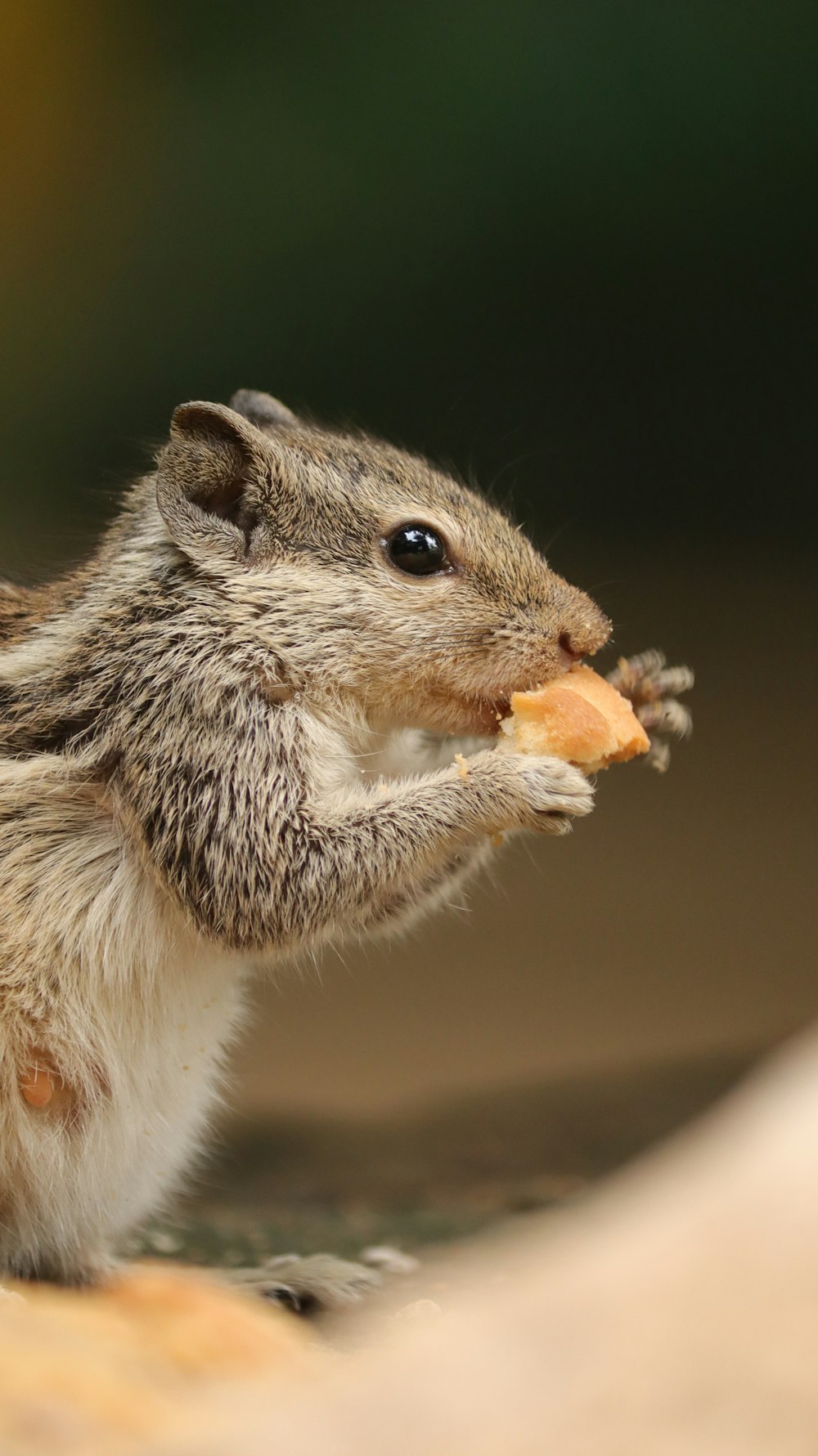 un piccolo roditore che mangia un pezzo di pane