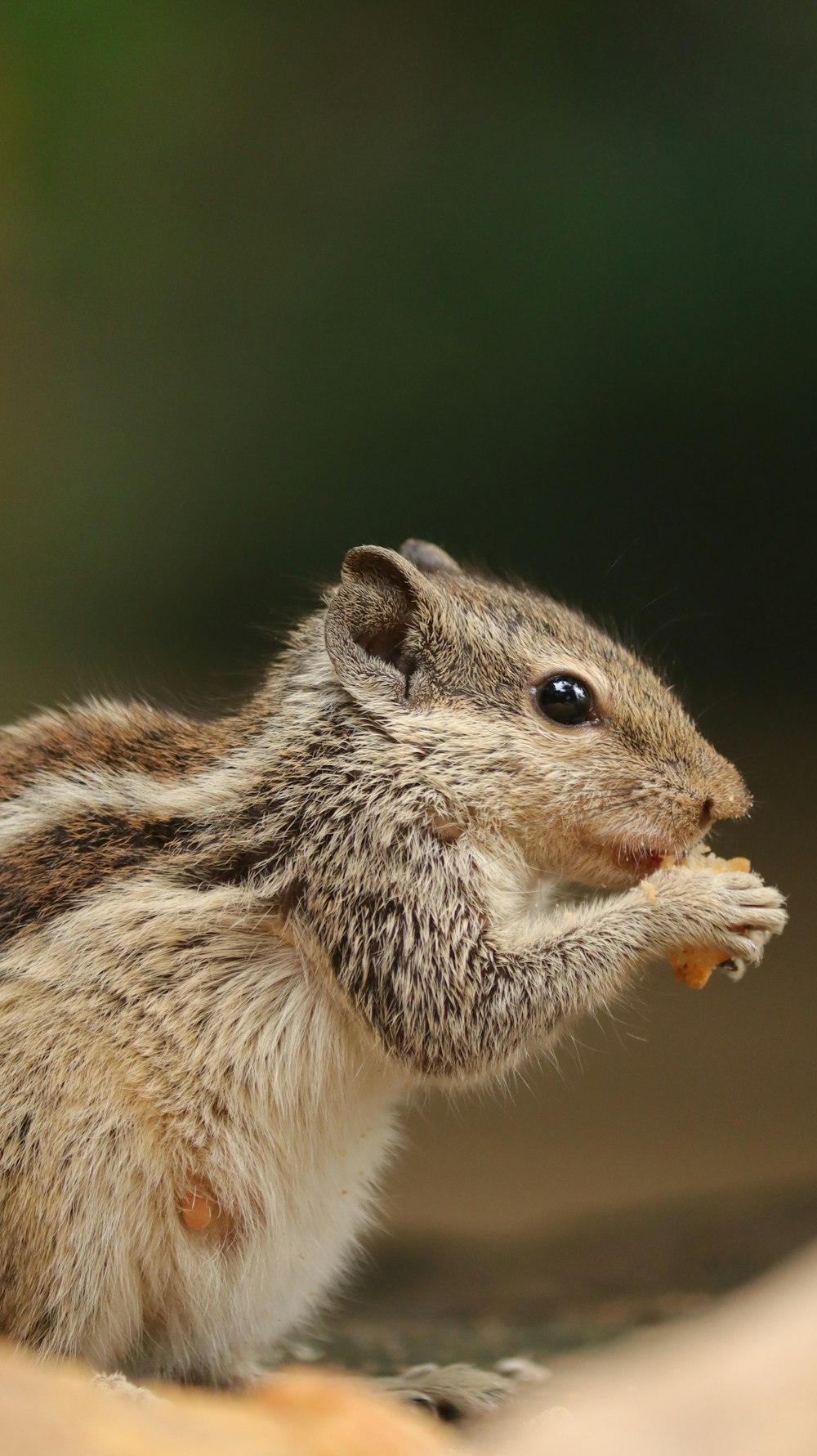 un petit rongeur mangeant de la nourriture dans la main d’une personne