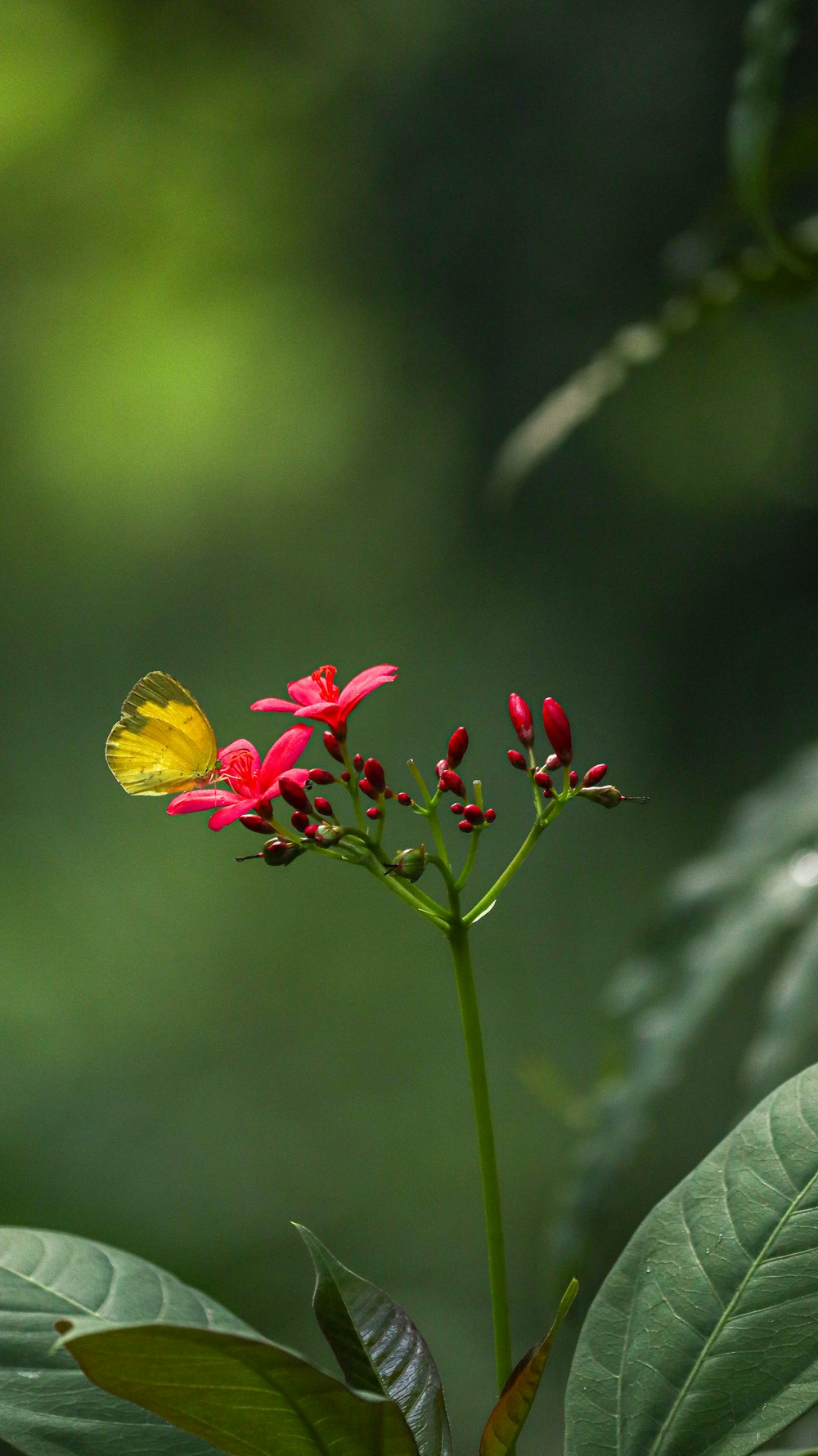 a yellow butterfly sitting on top of a red flower