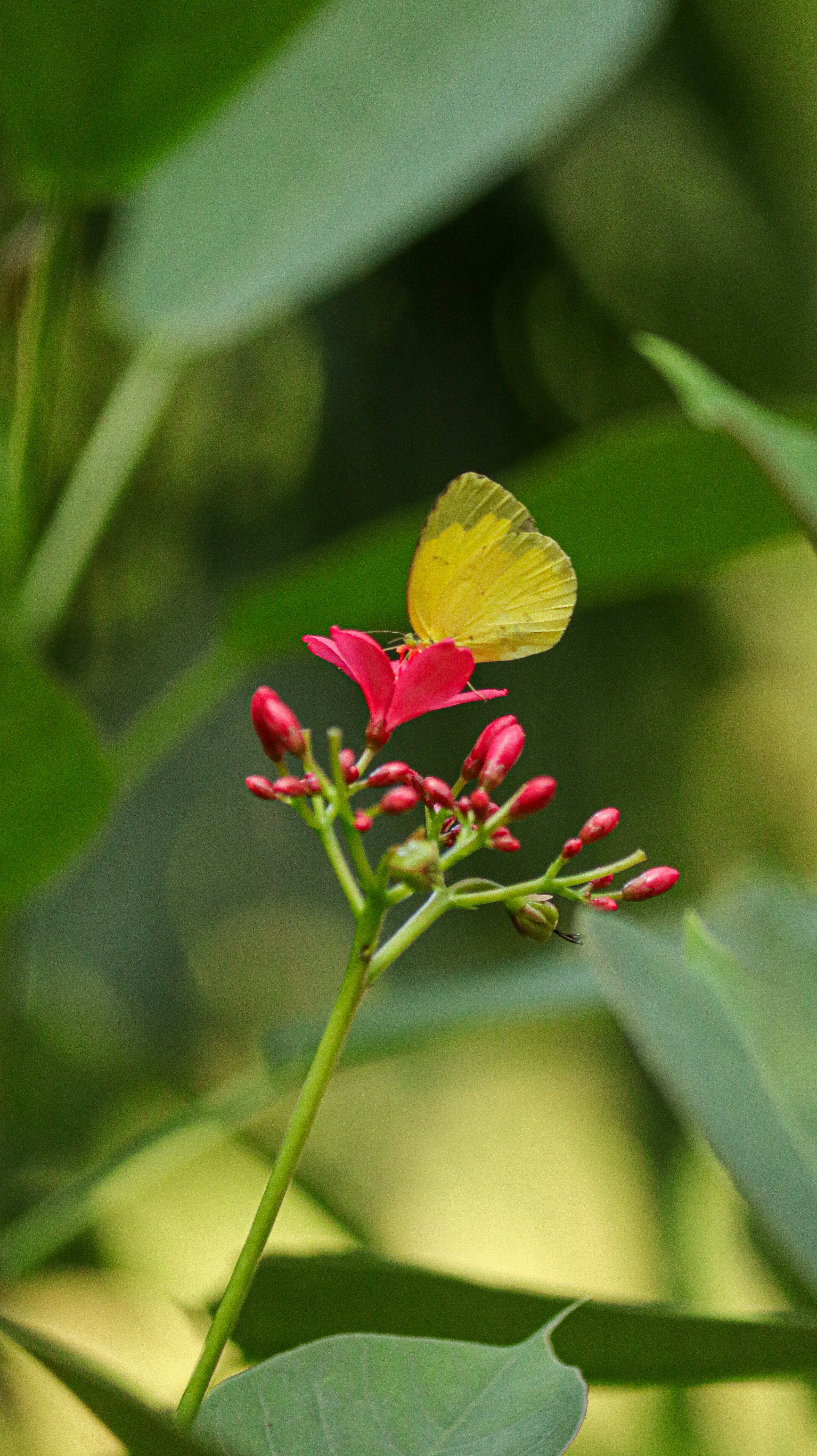a yellow butterfly sitting on top of a red flower