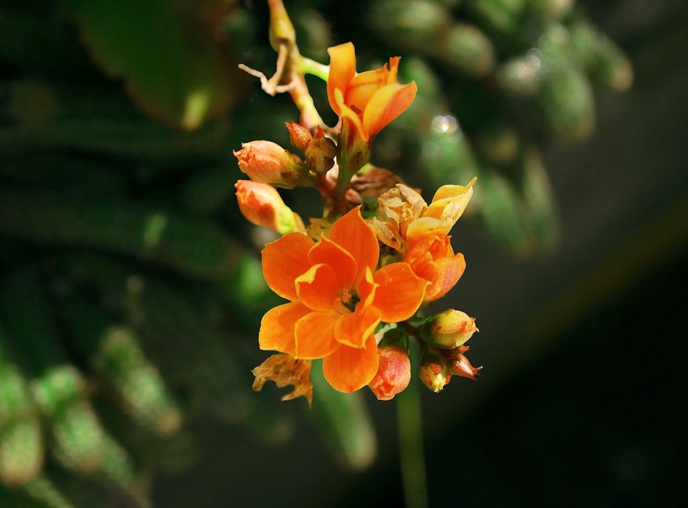 a close up of an orange flower on a plant