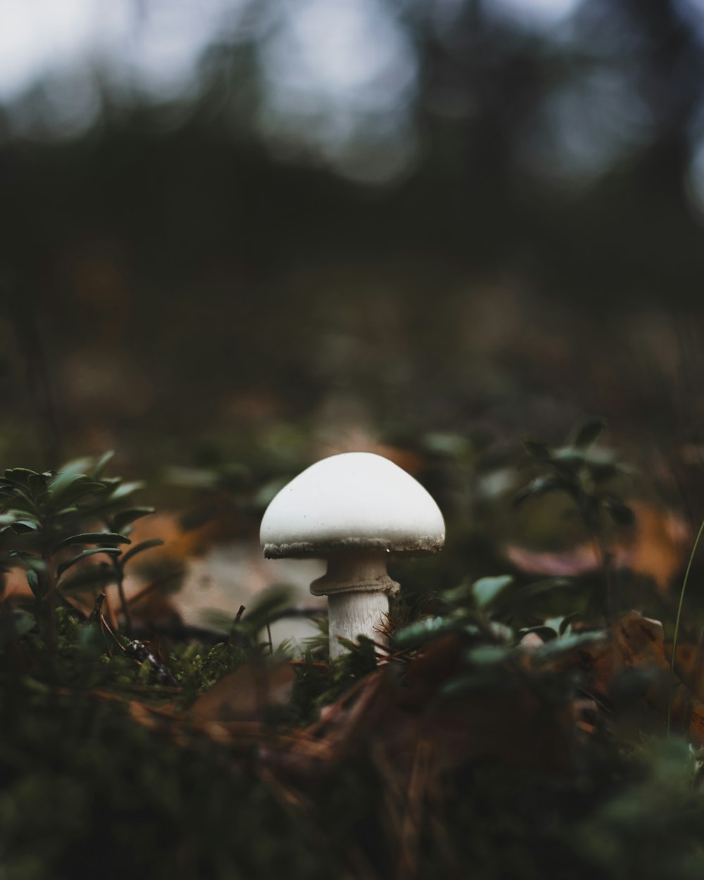 a white mushroom sitting on top of a lush green field