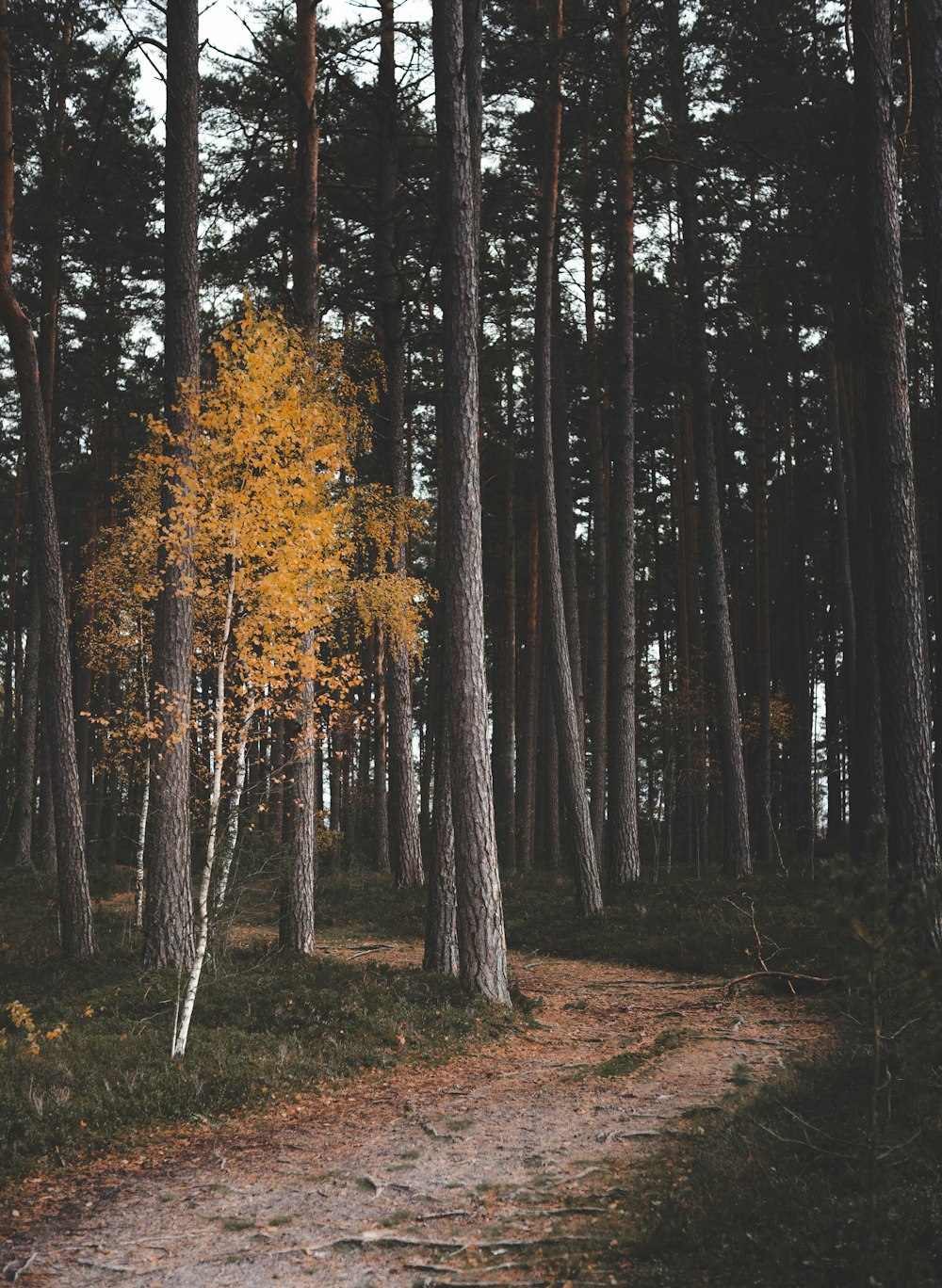 a path in the woods with a yellow tree