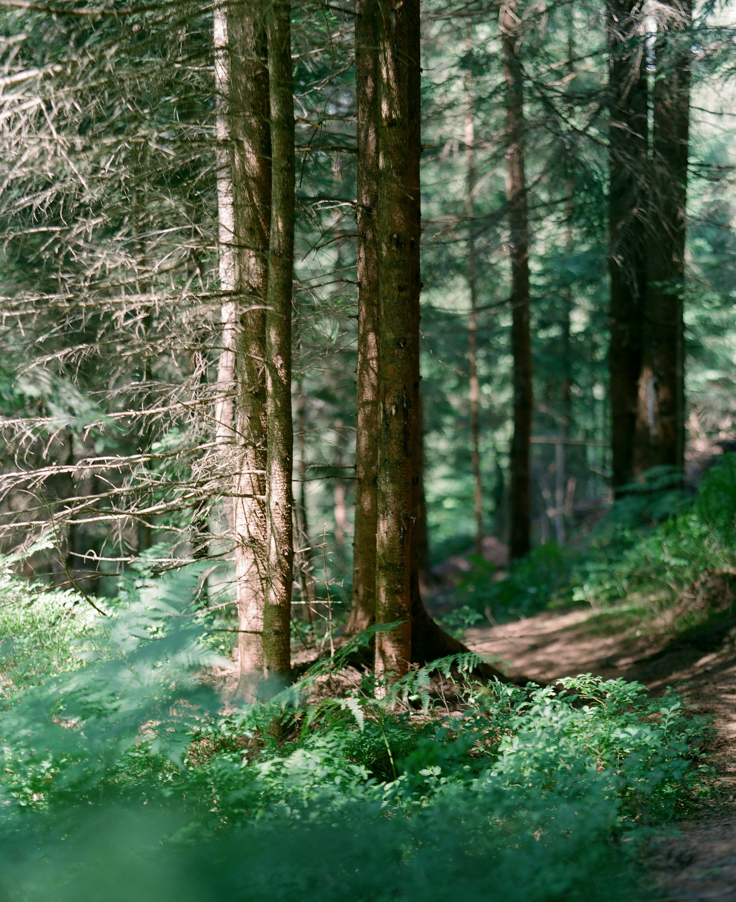 Photo by olenkasergienko