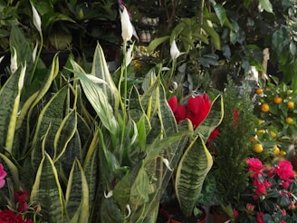 Lush greenery featuring a variety of plants, including tall spiky leaves and peace lilies. Bright red flowers and small orange fruits add vivid contrast to the predominantly green foliage. The plants are densely arranged, creating a rich, vibrant scene.