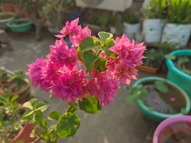 Flowering plant with vibrant pink blossoms in a garden setting. Surrounding the flowers are various potted plants, with green foliage visible. There are large, circular plastic containers, some filled with water and aquatic plants. The background is slightly blurred, highlighting the flowers in the foreground.