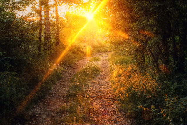 A winding forest path bathed in soft golden light at sunset, inviting for an inspiring walk.