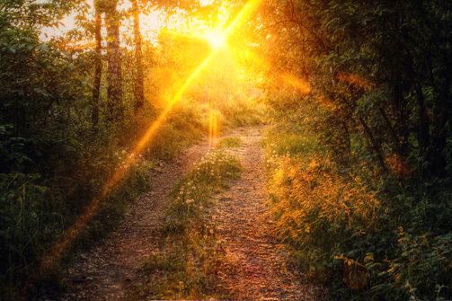 A winding forest path bathed in golden light, inviting a journey toward clarity.