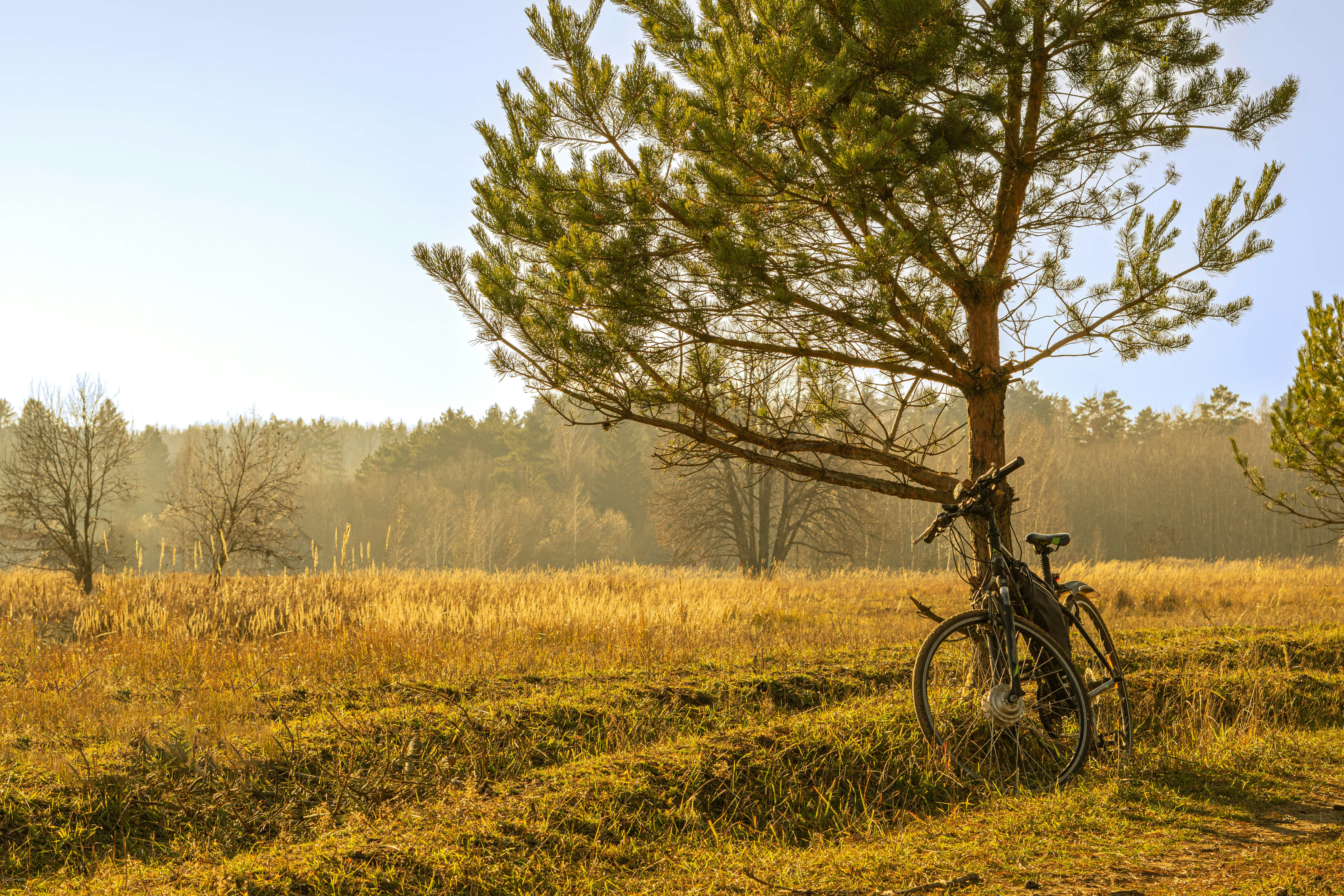 a bike parked next to a tree in a field