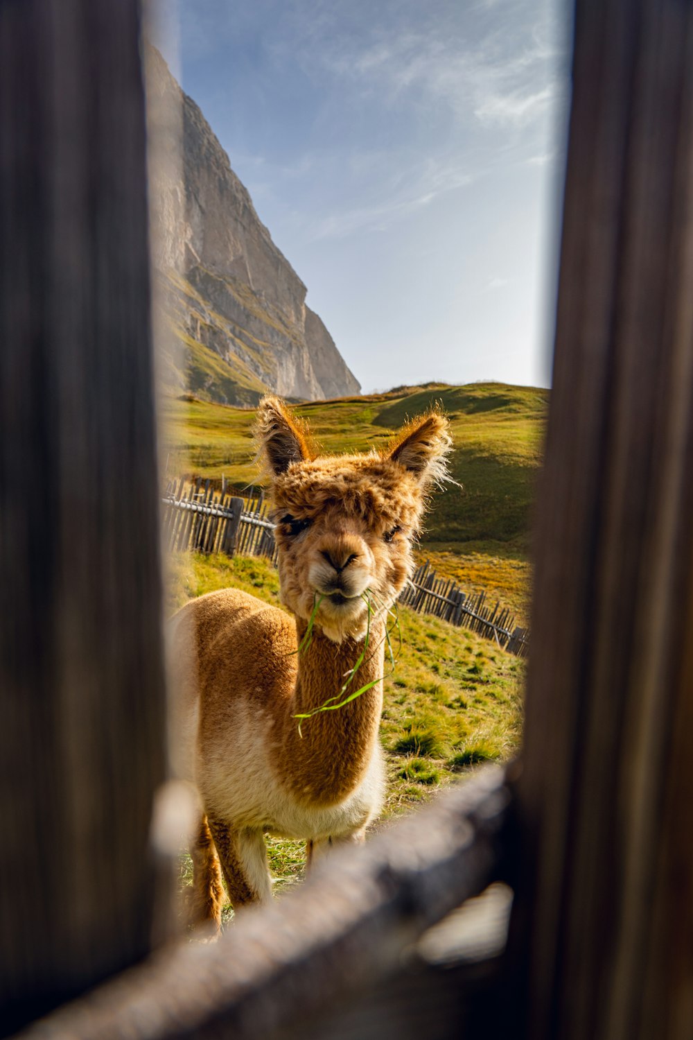 ein braun-weißes Lama, das durch ein Fenster schaut