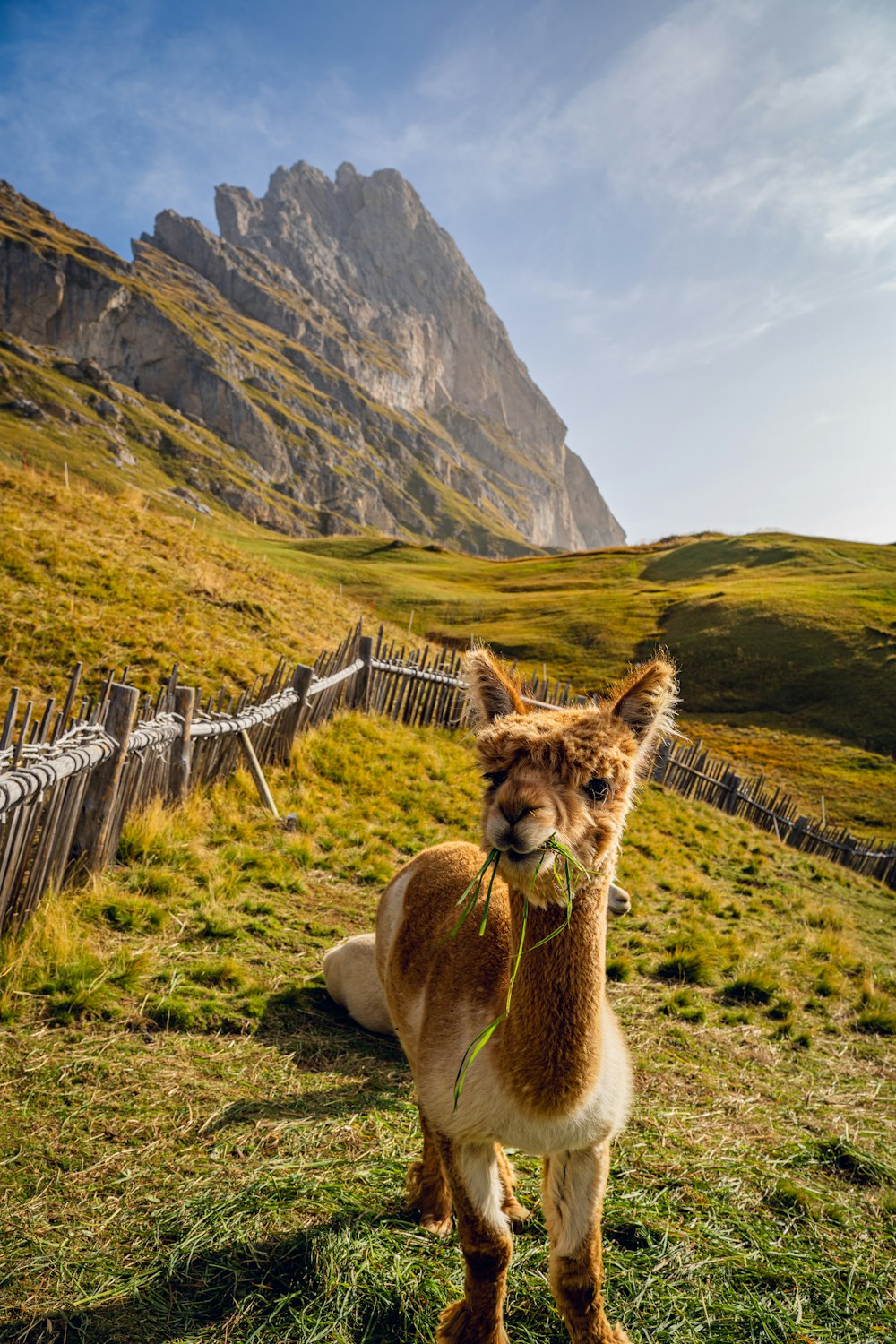 a brown and white llama eating grass in front of a mountain