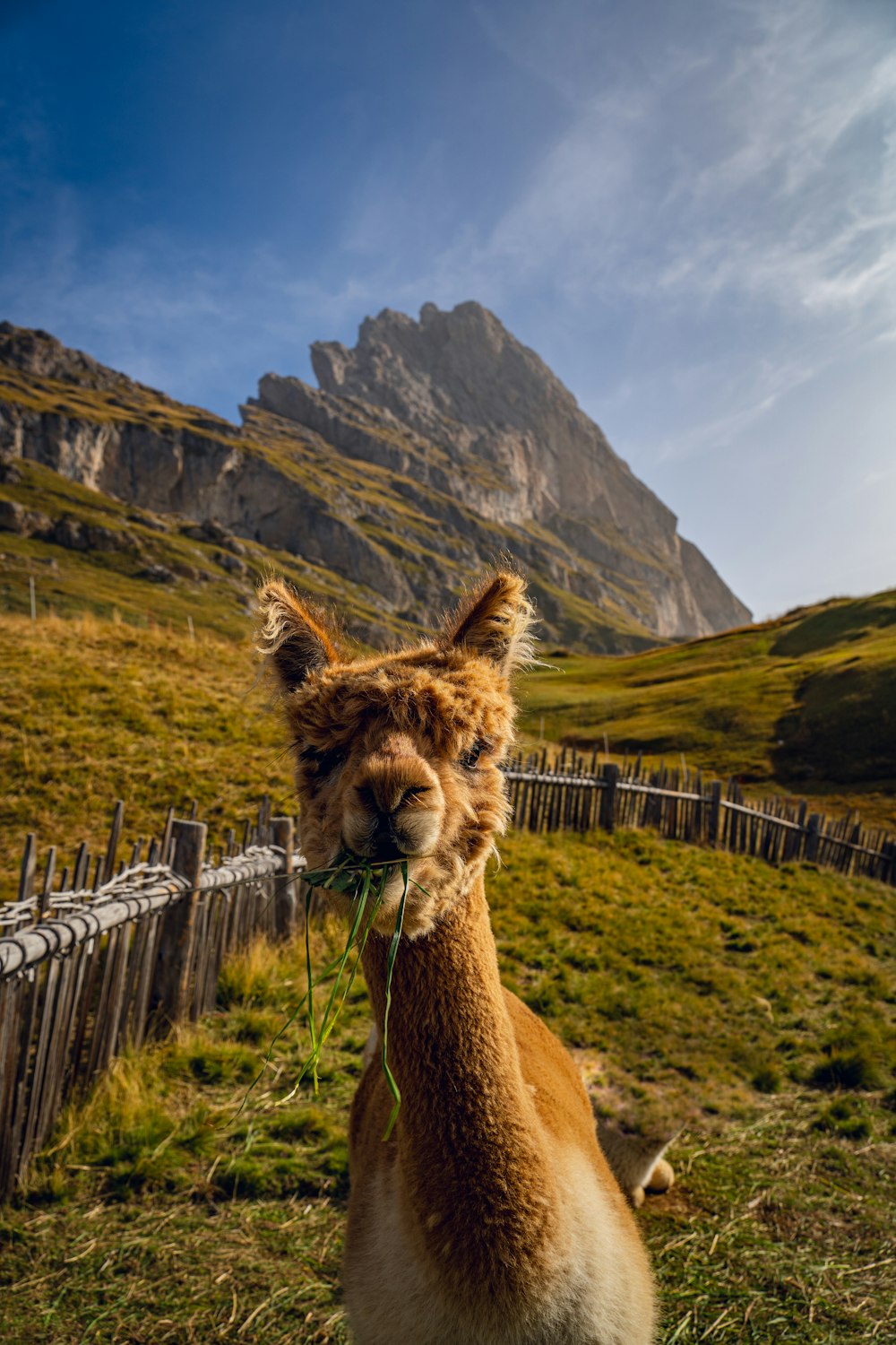a llama eating grass in front of a mountain