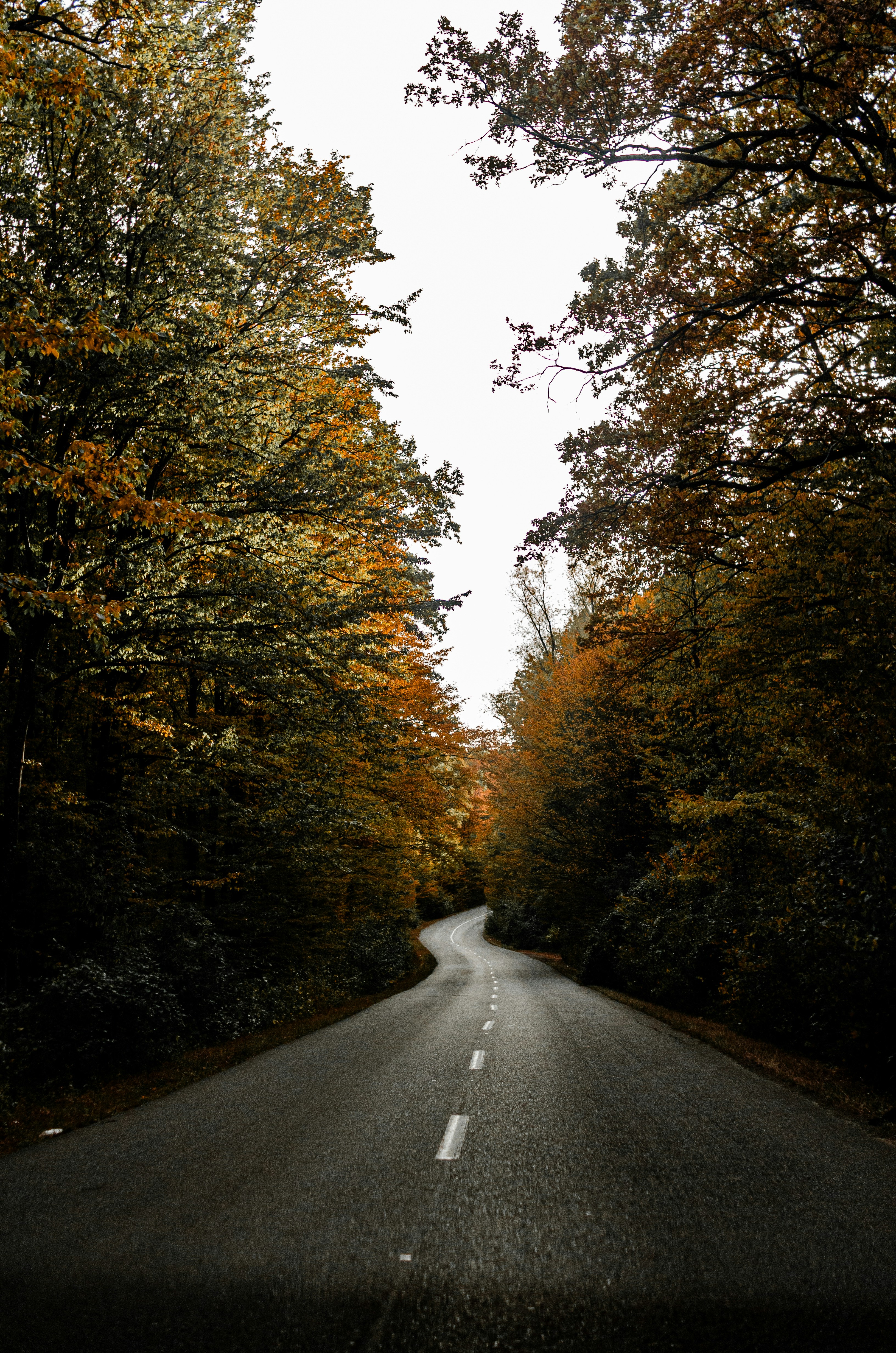 an empty road surrounded by trees in the fall