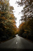 A winding road disappearing into a golden autumn forest.