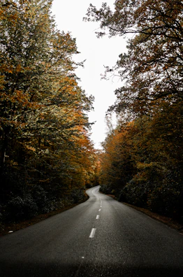 A winding road disappearing into a golden autumn forest.