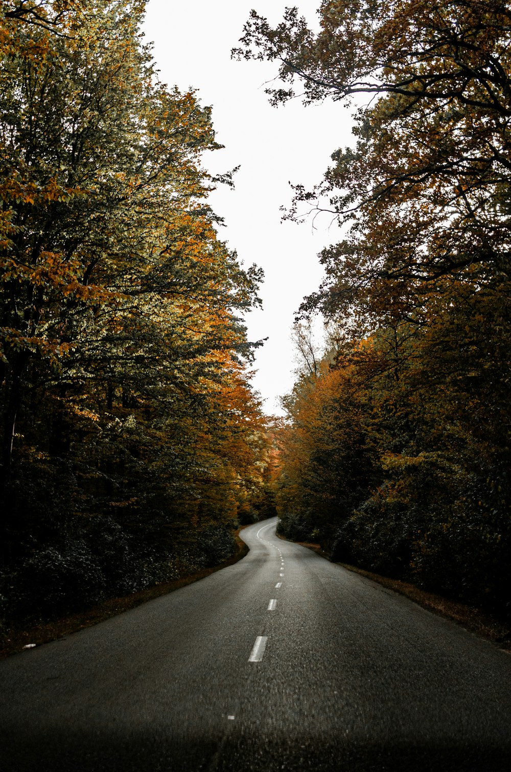 an empty road surrounded by trees in the fall