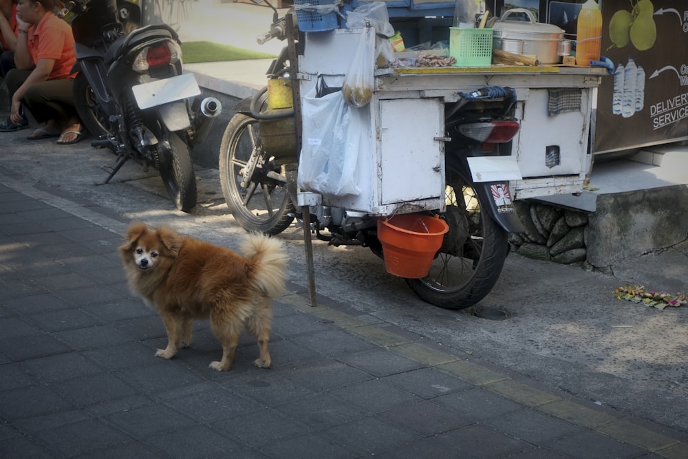 a dog standing next to a food cart
