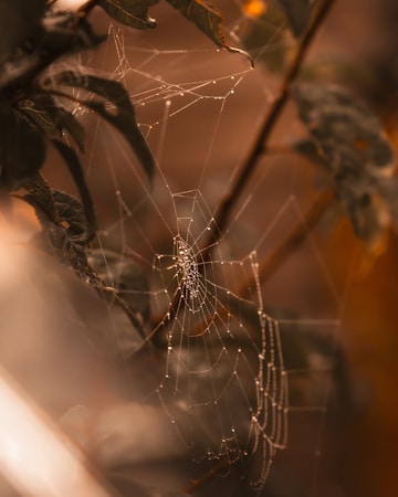 A delicate spider web is intertwined among plant branches, glistening with small dew droplets. The background is softly blurred, featuring muted greens and rich browns that create a serene and natural atmosphere.
