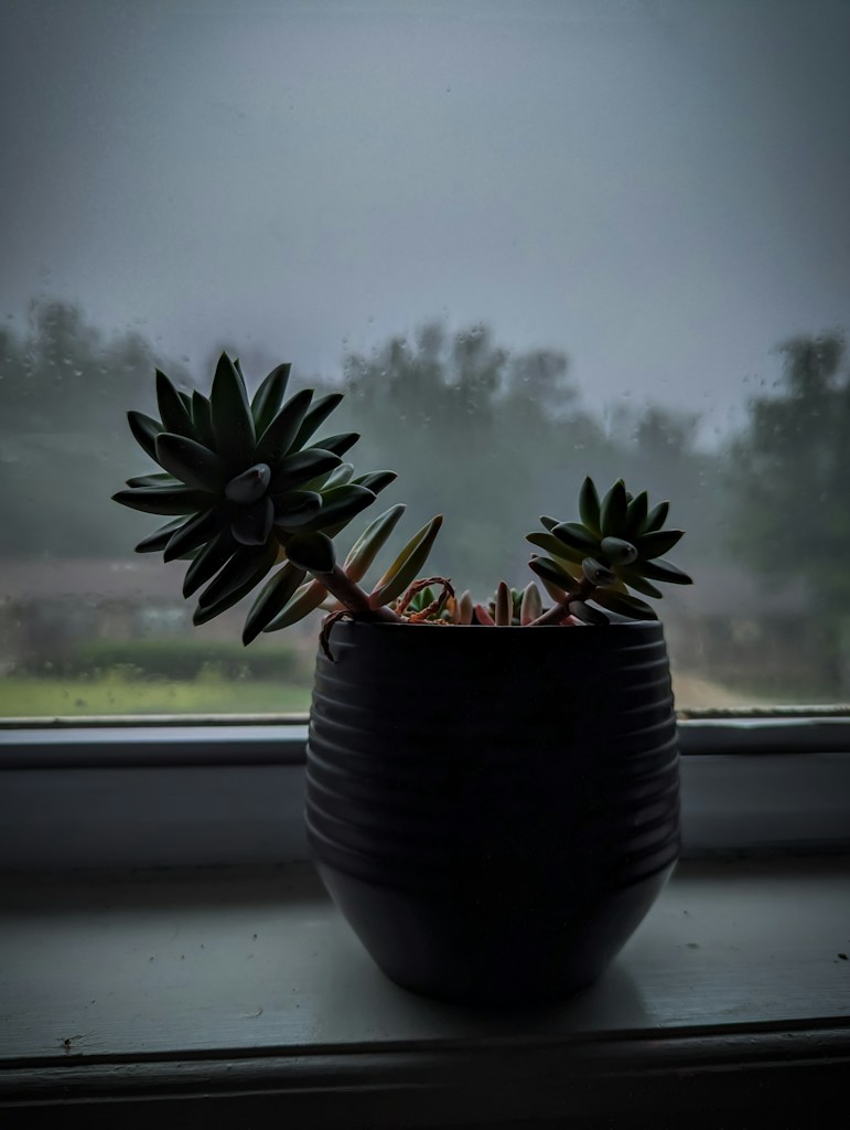 Potted Succulent