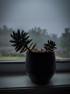 Succulent Plant