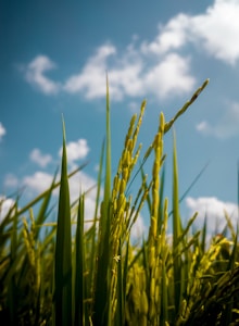 Close-up of green rice plants in a field with seed heads in the foreground, set against a backdrop of a clear blue sky with fluffy white clouds.