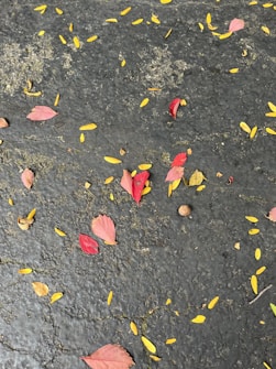 Autumn leaves in shades of red and yellow are scattered on a textured, dark gray pavement. The surface is cracked and uneven, adding to the rustic feel of the scene.