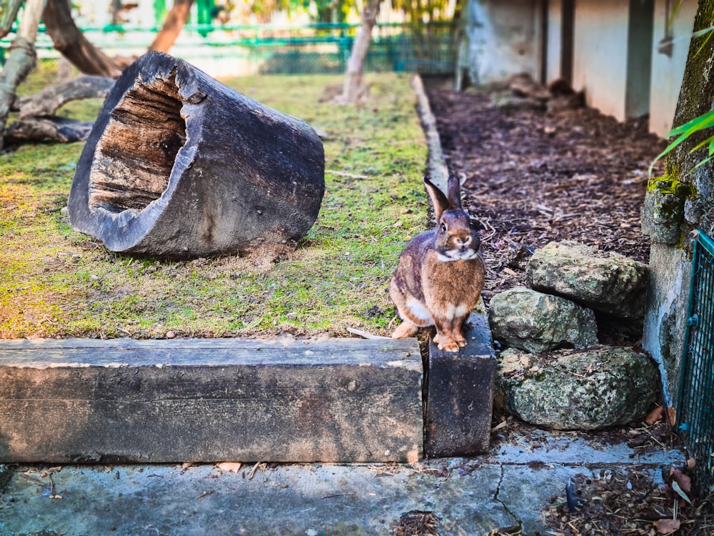 a cat sitting on the ground next to a tree stump