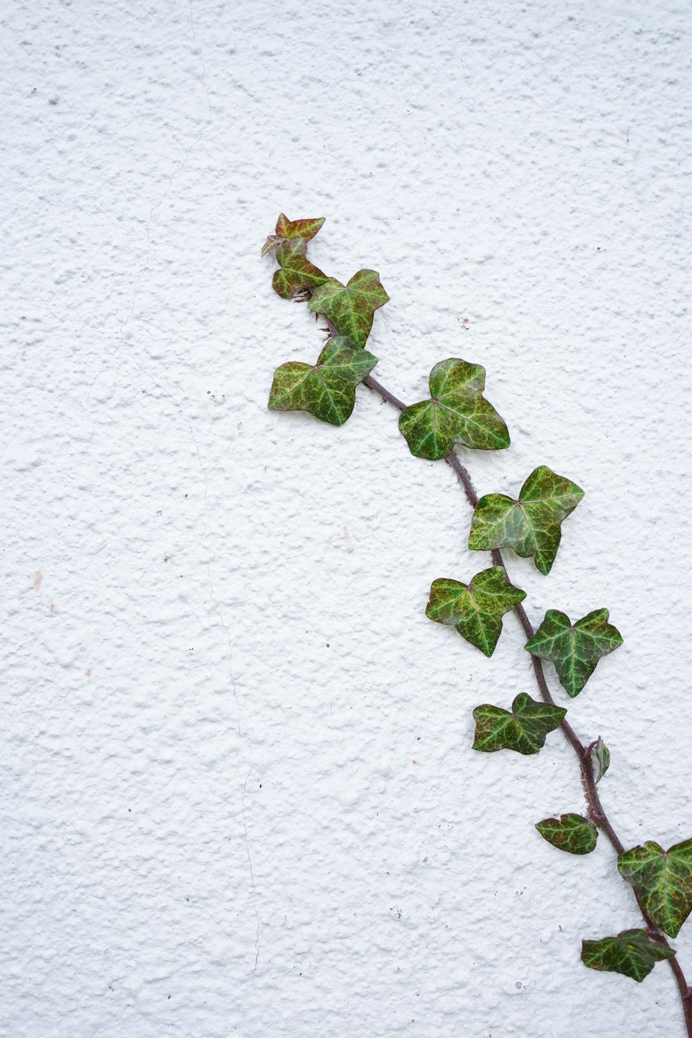흰 벽에 녹색 잎이 있는 식물