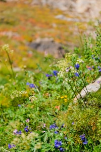 Wildflower Art
