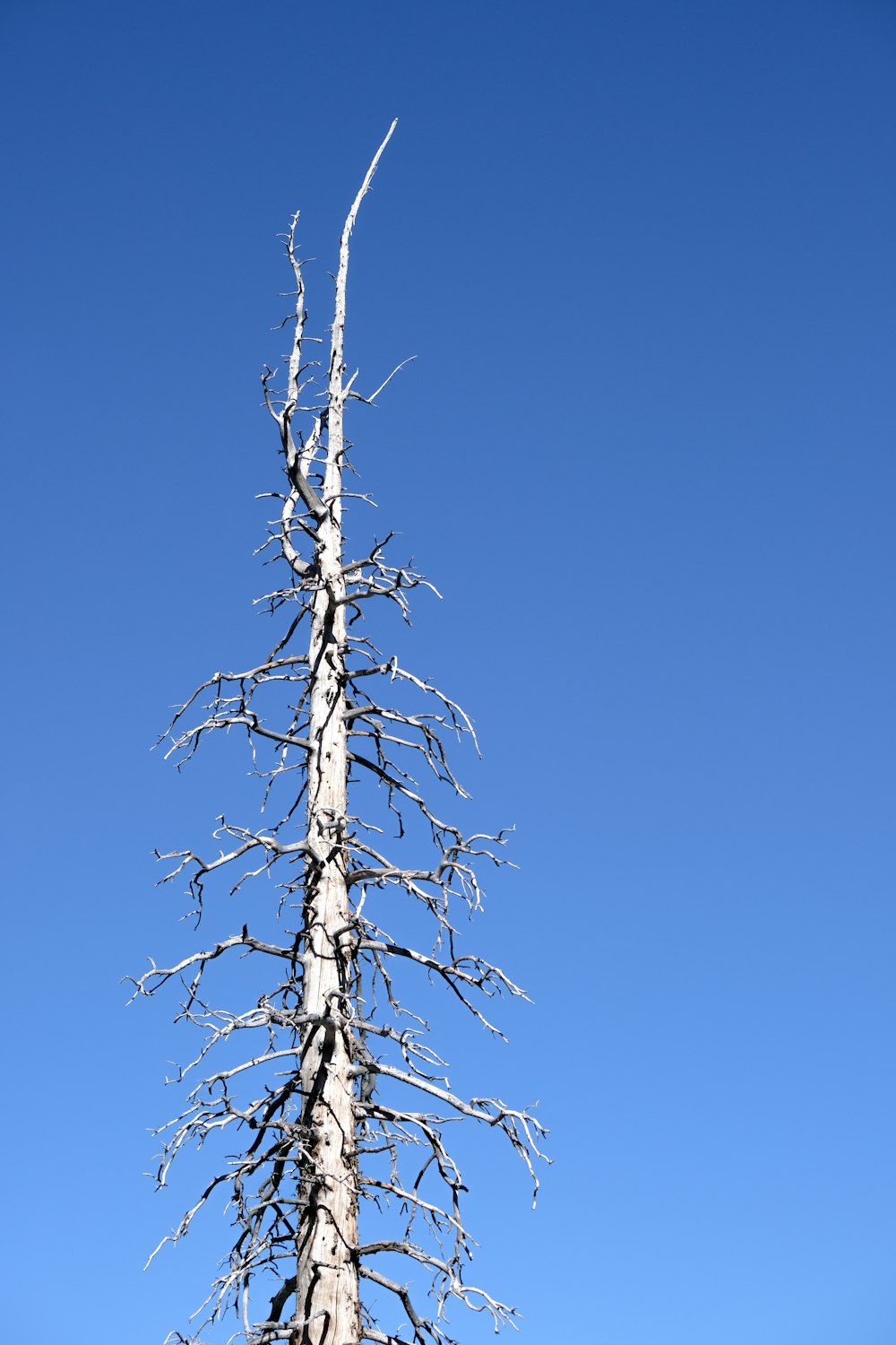 a very tall tree with no leaves on it