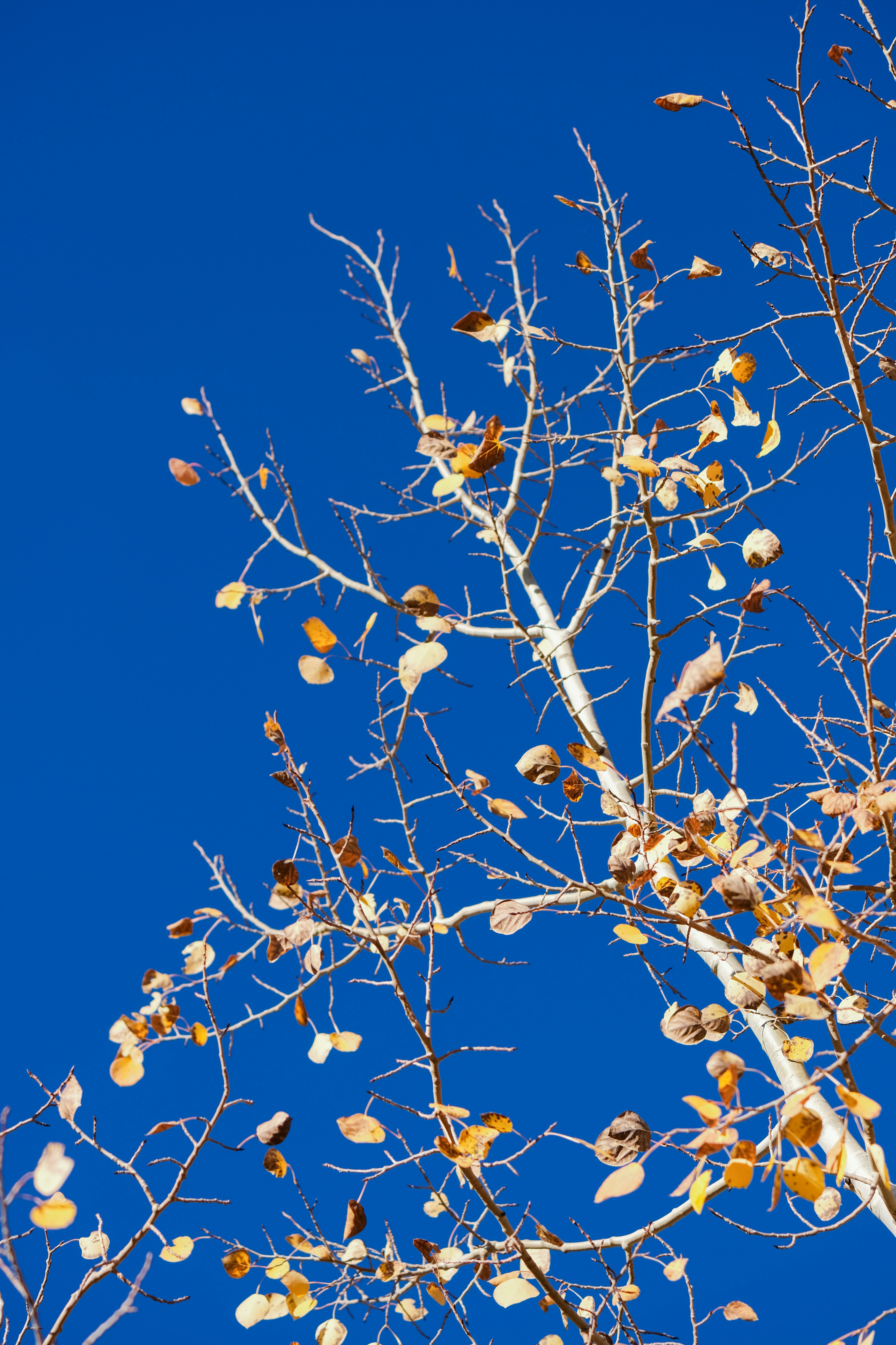 Photo by cestmoisheedy