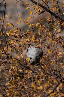 A large, gray wasp nest hangs amidst brown and yellow autumn leaves on tree branches. The background appears slightly blurred, creating a natural, serene setting.