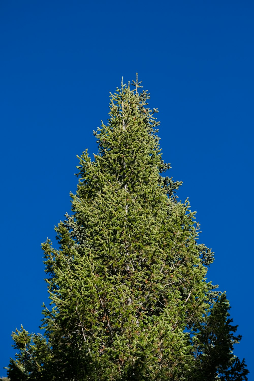ein hoher Baum mit blauem Himmel im Hintergrund