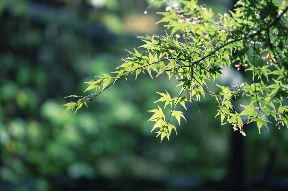 a close up of a tree branch with leaves