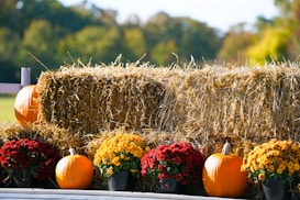 A rustic autumn arrangement featuring a large bale of hay surrounded by vibrant orange pumpkins and colorful potted chrysanthemums including red and yellow flowers. The background is a natural greenscape with foliage hinting at the changing season.