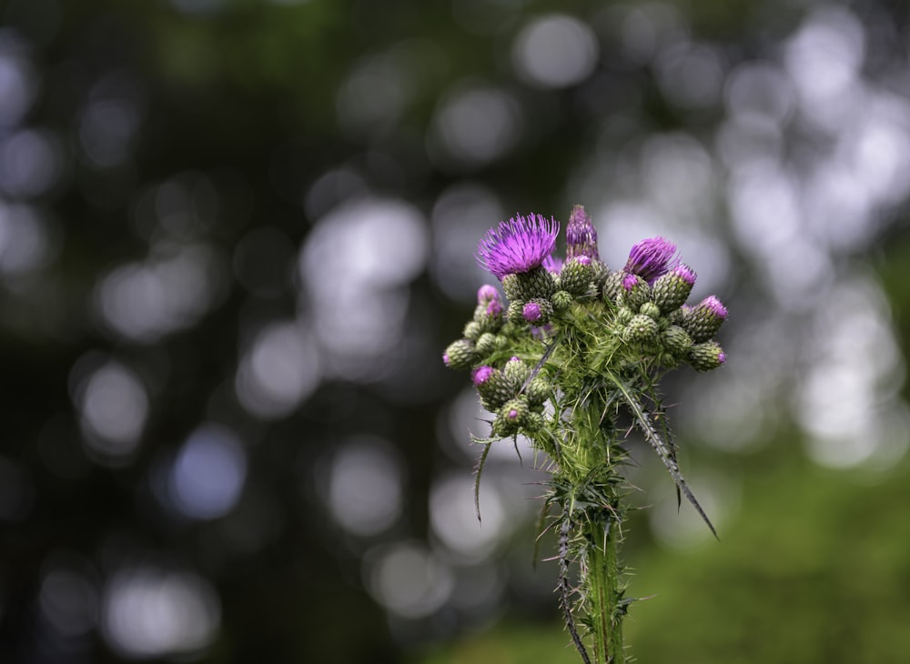 a close up of a purple flower with blurry trees in the background