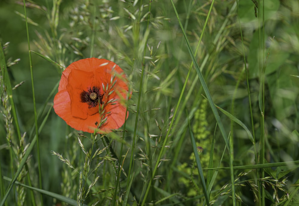 a red flower in a field of tall grass