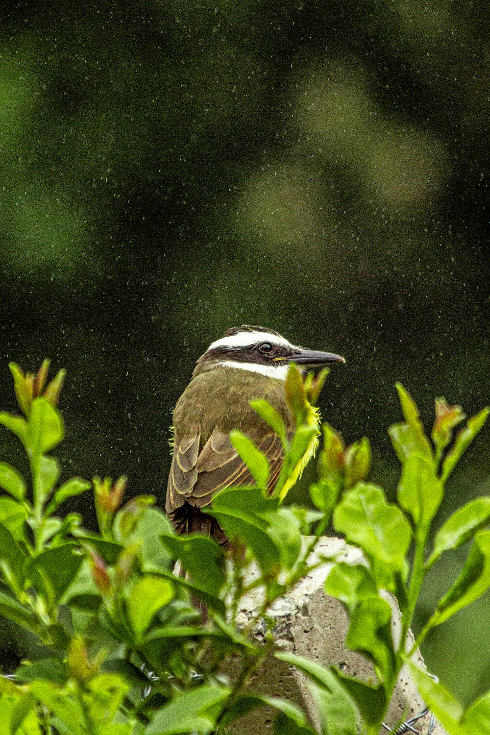 a bird sitting on top of a tree branch