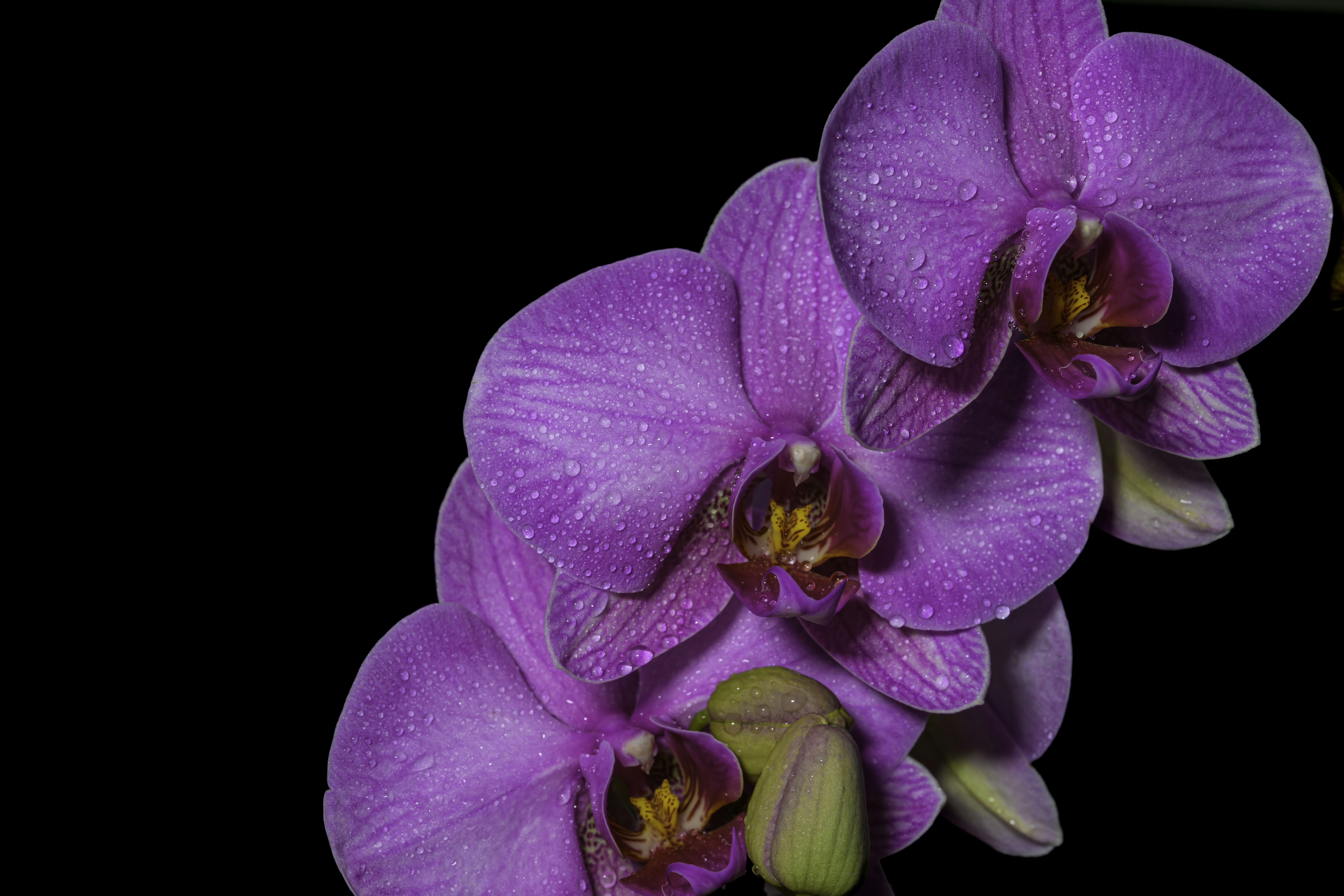 Photo by hans_leuzinger