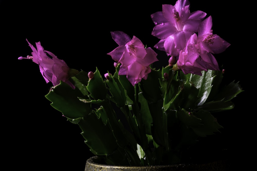 a bunch of purple flowers in a vase