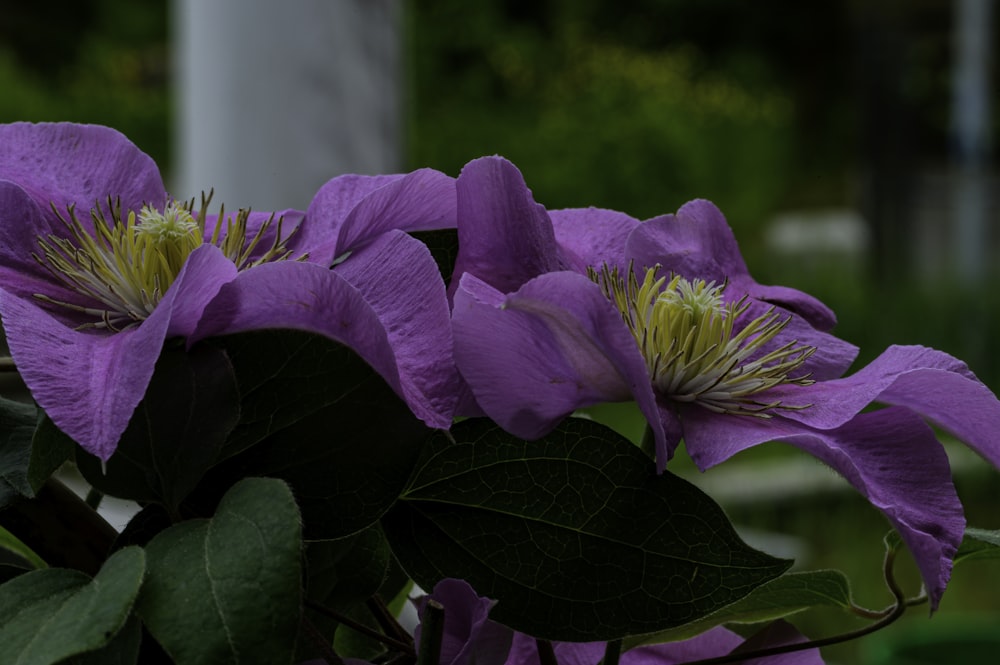 un mazzo di fiori viola con foglie verdi