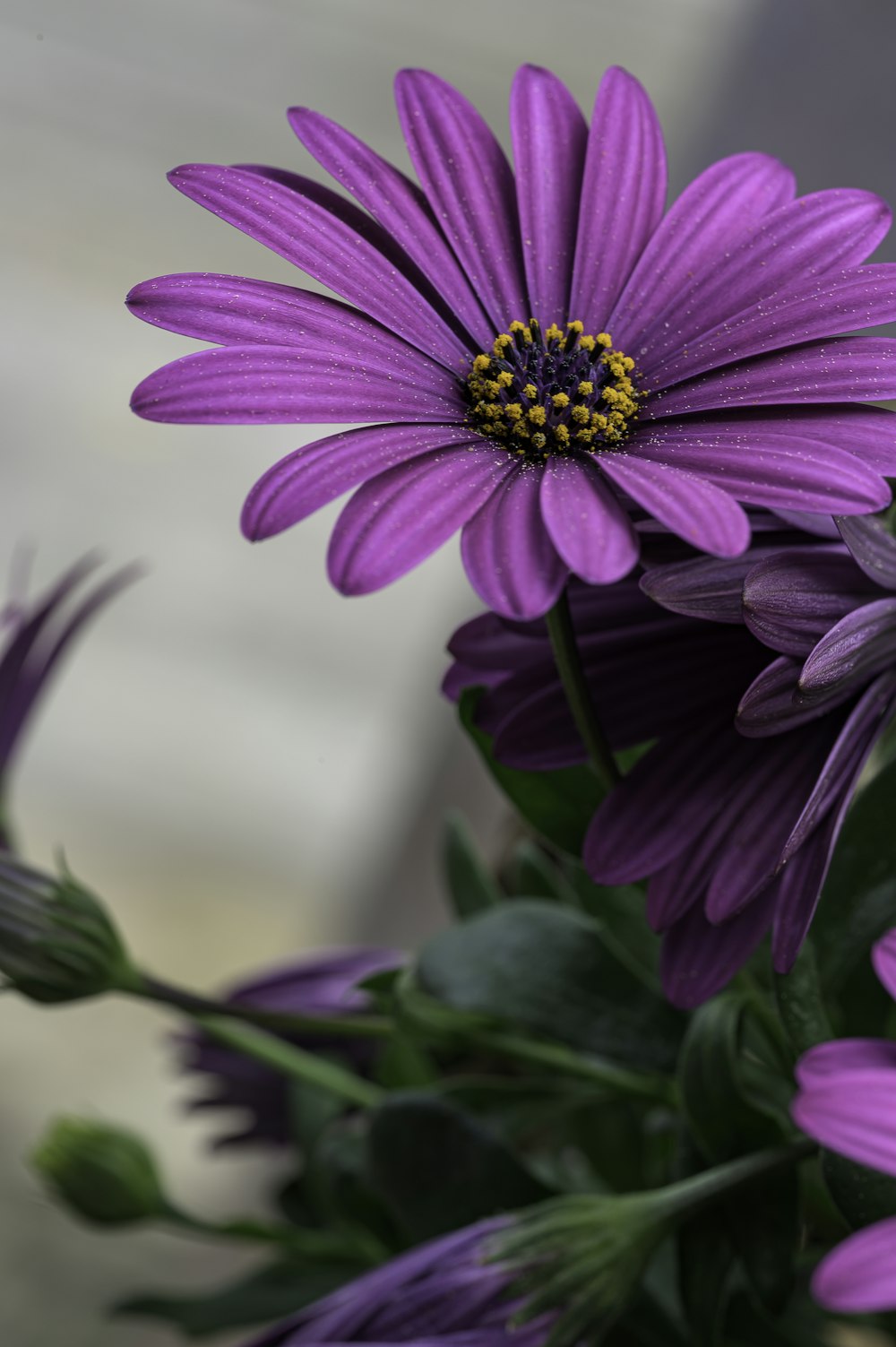 a close up of a purple flower with green leaves